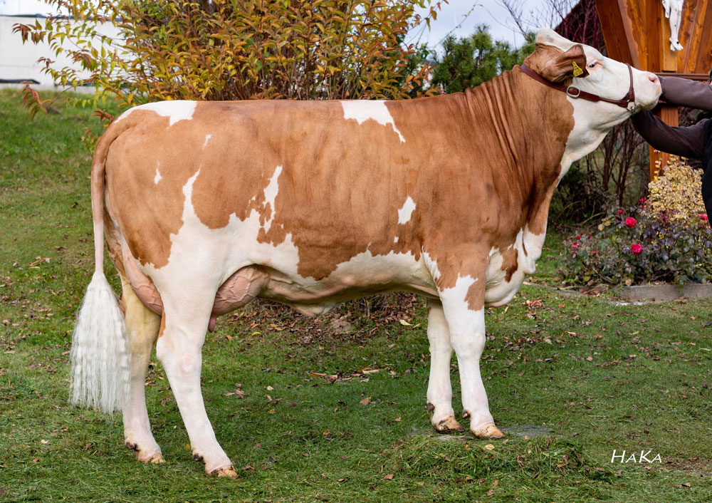 import simmental heifers cattle cows